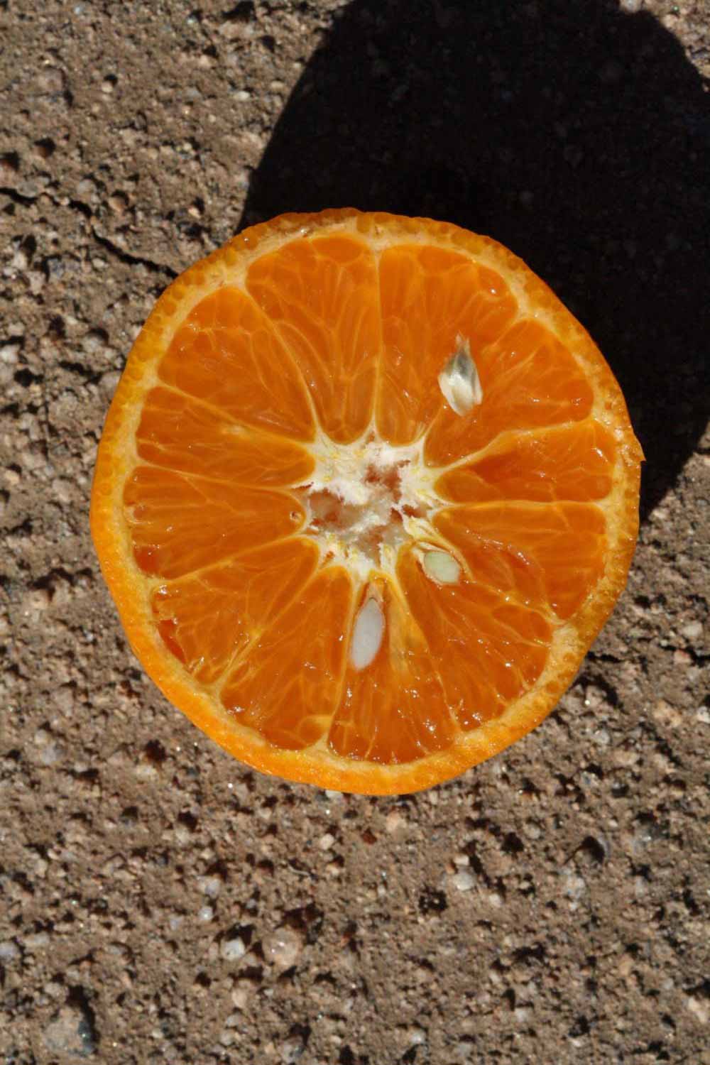              Fruit cross-section (Riverside, CA)       